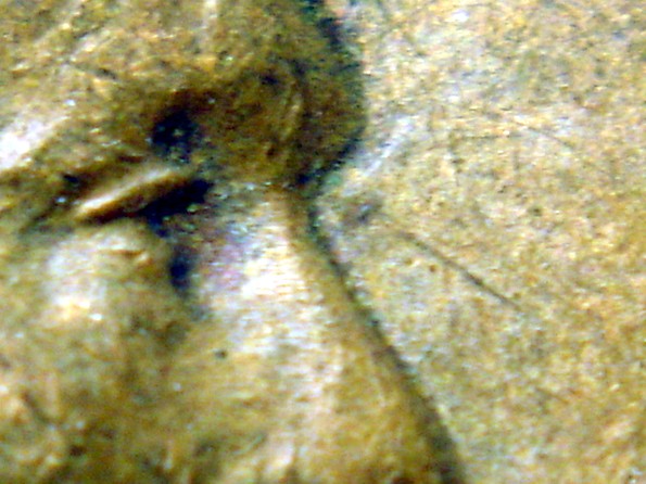 1946-P-LMC---Dot-By-Left-Eyebrow-Area.